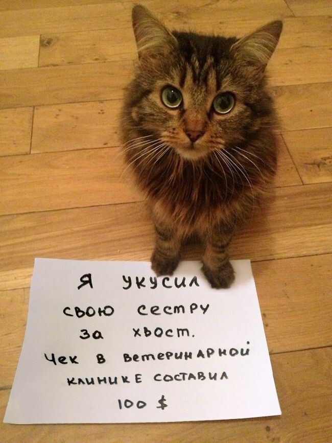 источник Яндекс-картинки