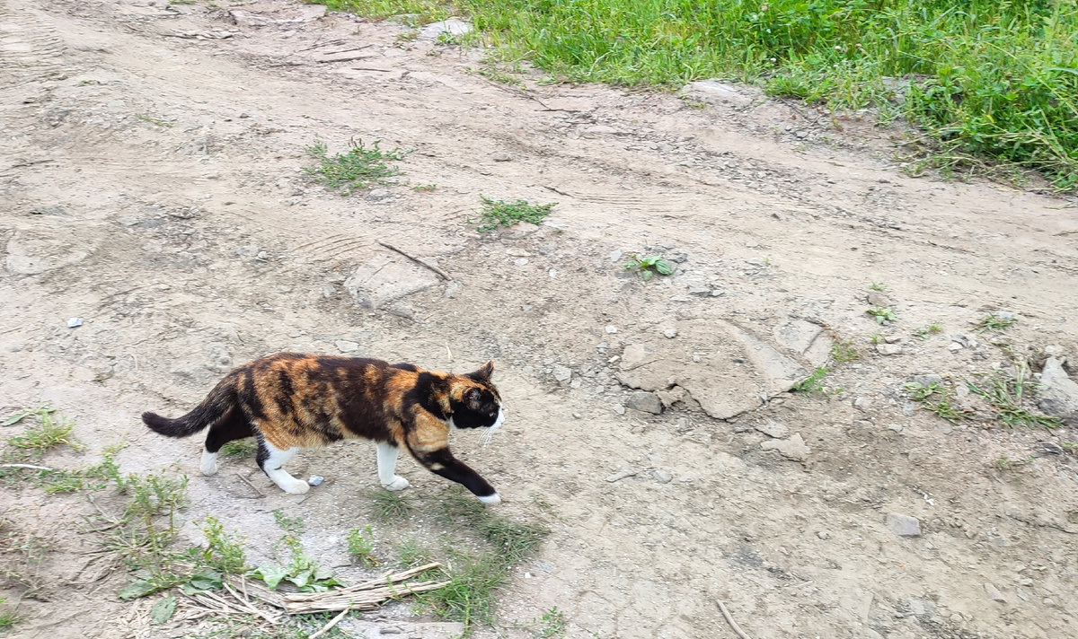 Местные кошки