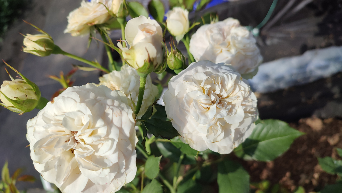 Цветы в огороде у сестры