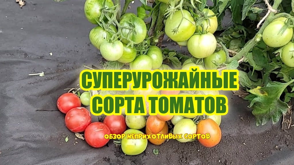 Было бы идеально: посадил томатную семечку и забыл о ней до самой уборки урожая. Снял вкусные плоды — и наслаждаешься!