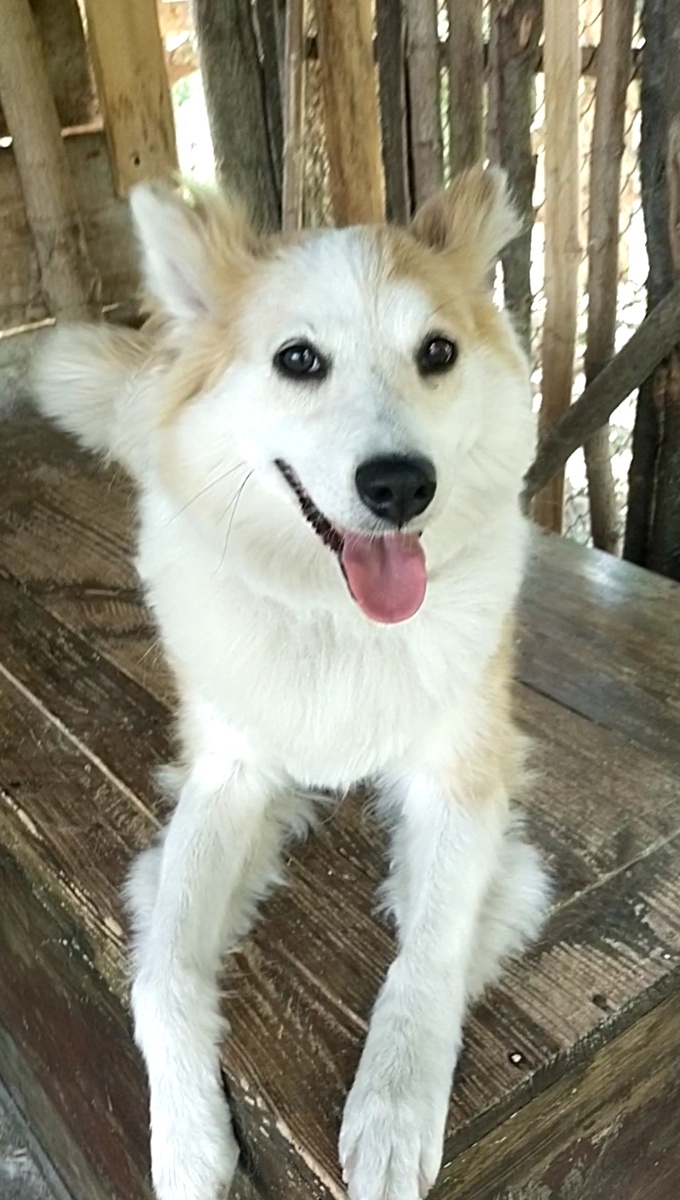 Это - моя собака. Она не любит никакие игрушки, кроме мягких. 