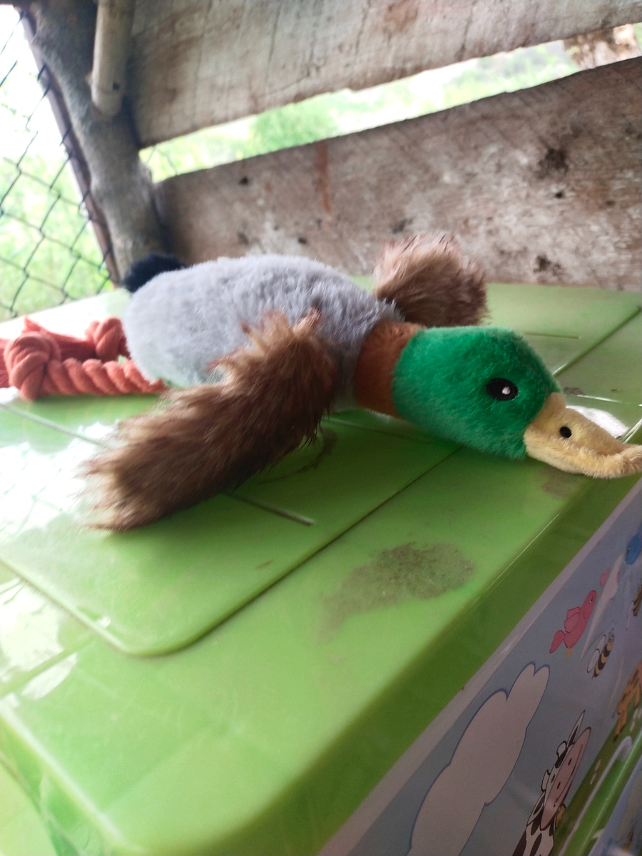 Одна из немногих игрушек, с которыми играет моя собака Свима ❤️