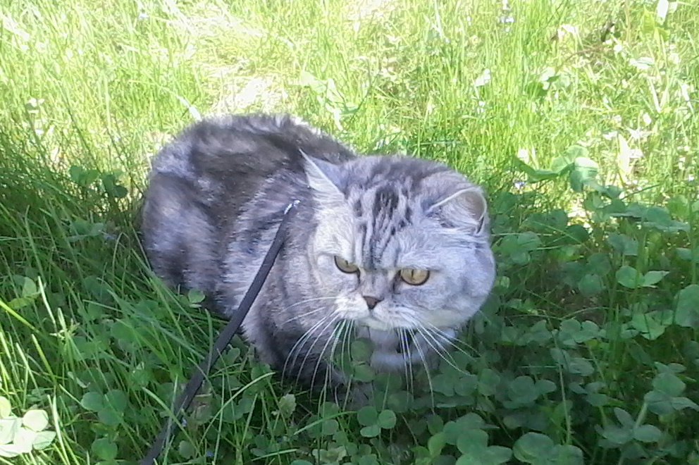 Фото кошки автора