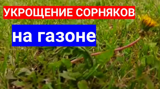 ПОДСКАЖУ, ЧЕМ ОБРАБОТАТЬ ГАЗОН ОТ СОРНЯКОВ БЕЗ ВРЕДА КРАСИВЫМ ТРАВАМ