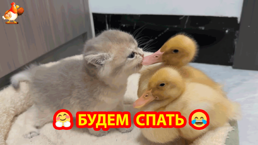 Утята с Котенком бродили в поисках лежаночки 🥰 До чего же хороши, эти наши малыши ❣️🤗😂