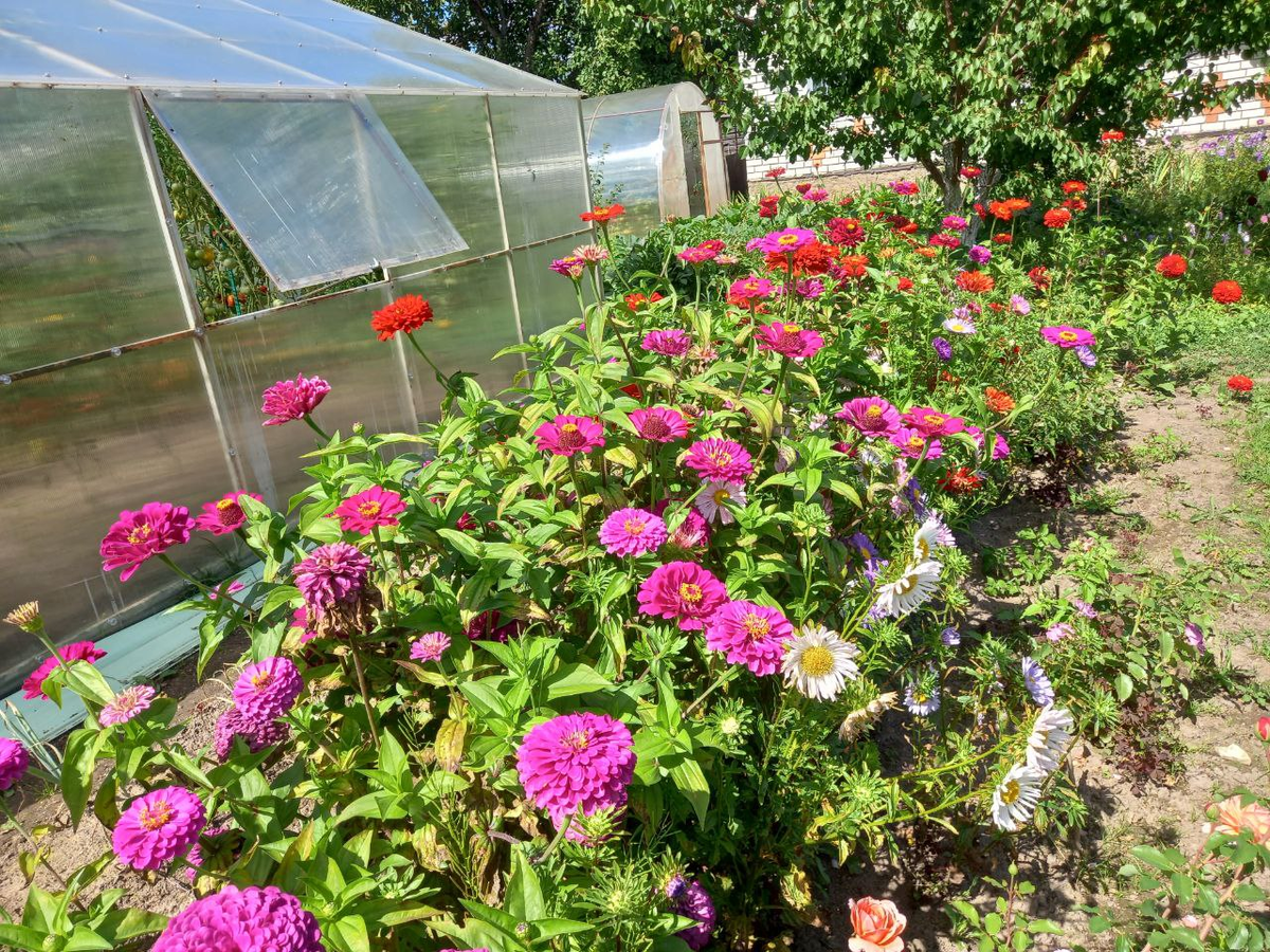 Фото автора. Циннии и астры. 
