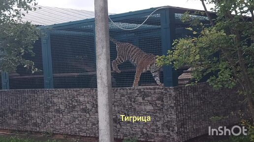 Экскурсия в Зоопитомник в Сычёво ч.2)