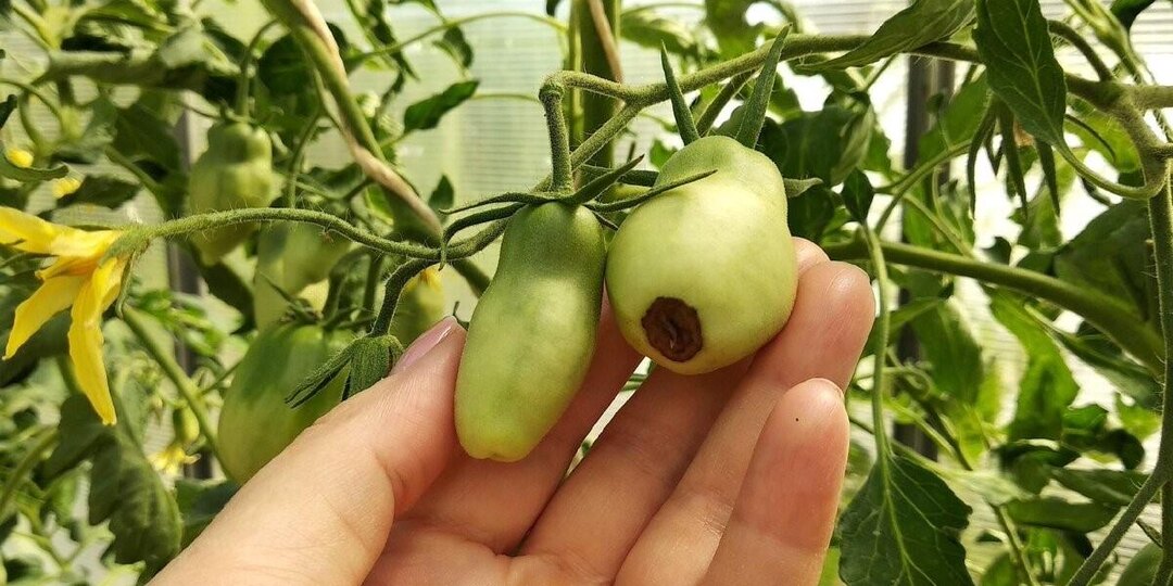 Быстродействующие средства от вершинной гнили. Выручат, даже если урожай ведрами портится