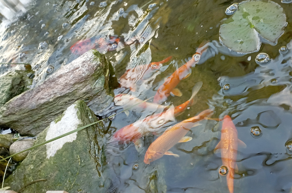 Фонтан с золотыми рыбками в самом центре Москвы. Здесь и далее фото автора и(или) из личного архива автора, если не указано иначе.