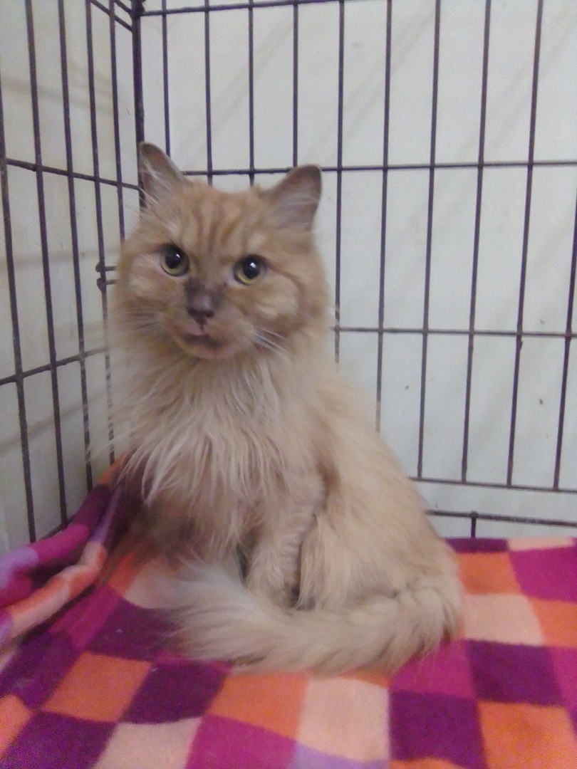 Мими в приюте