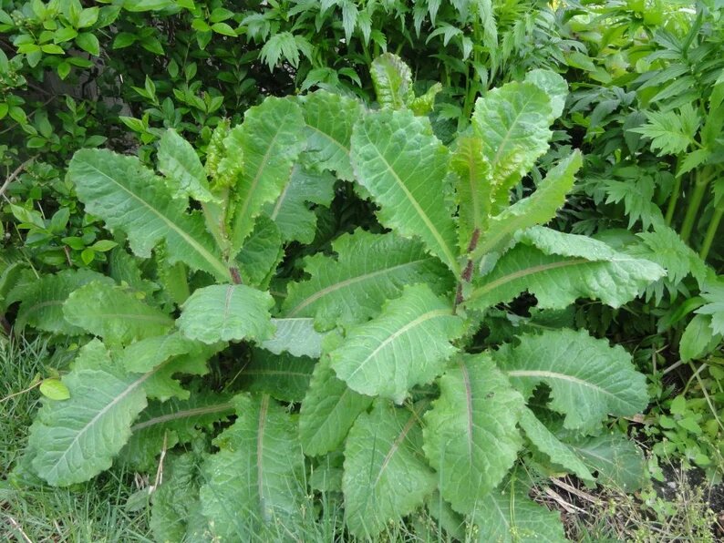 Латук ядовитый (Lactuca virosa)