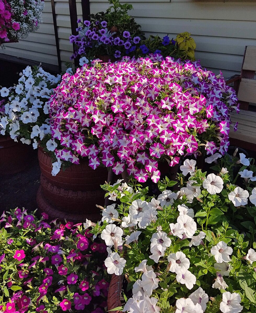 Вегетативная петуния Бланкет вообще не нуждается в стрижке.