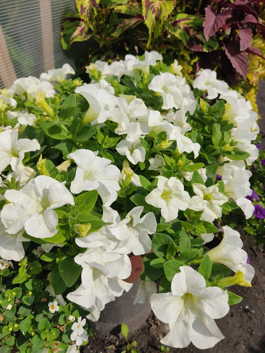 Моя любимая Фанфаре Вайт. Лучшая белая петуния.