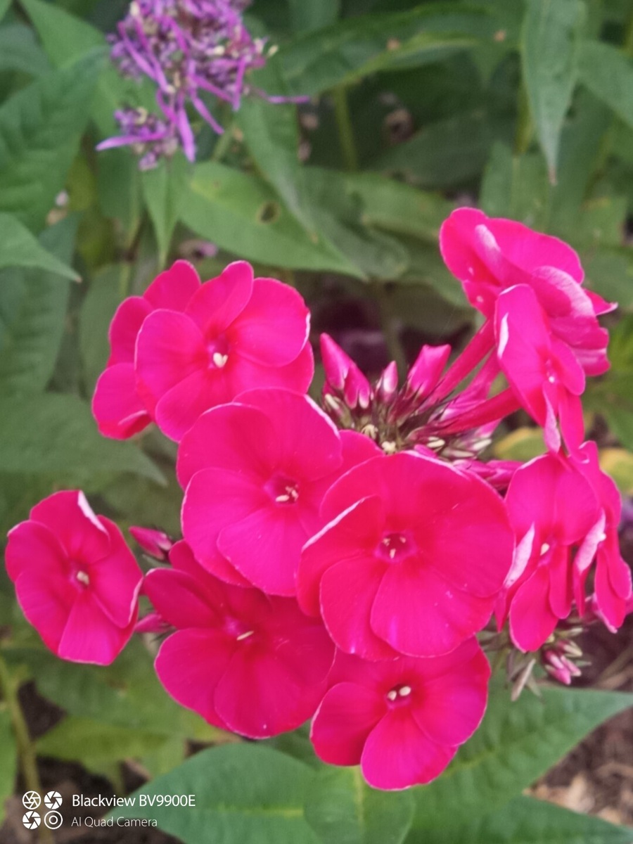 Grenadine dream, гренадин дрим, гренадиновые грёзы 