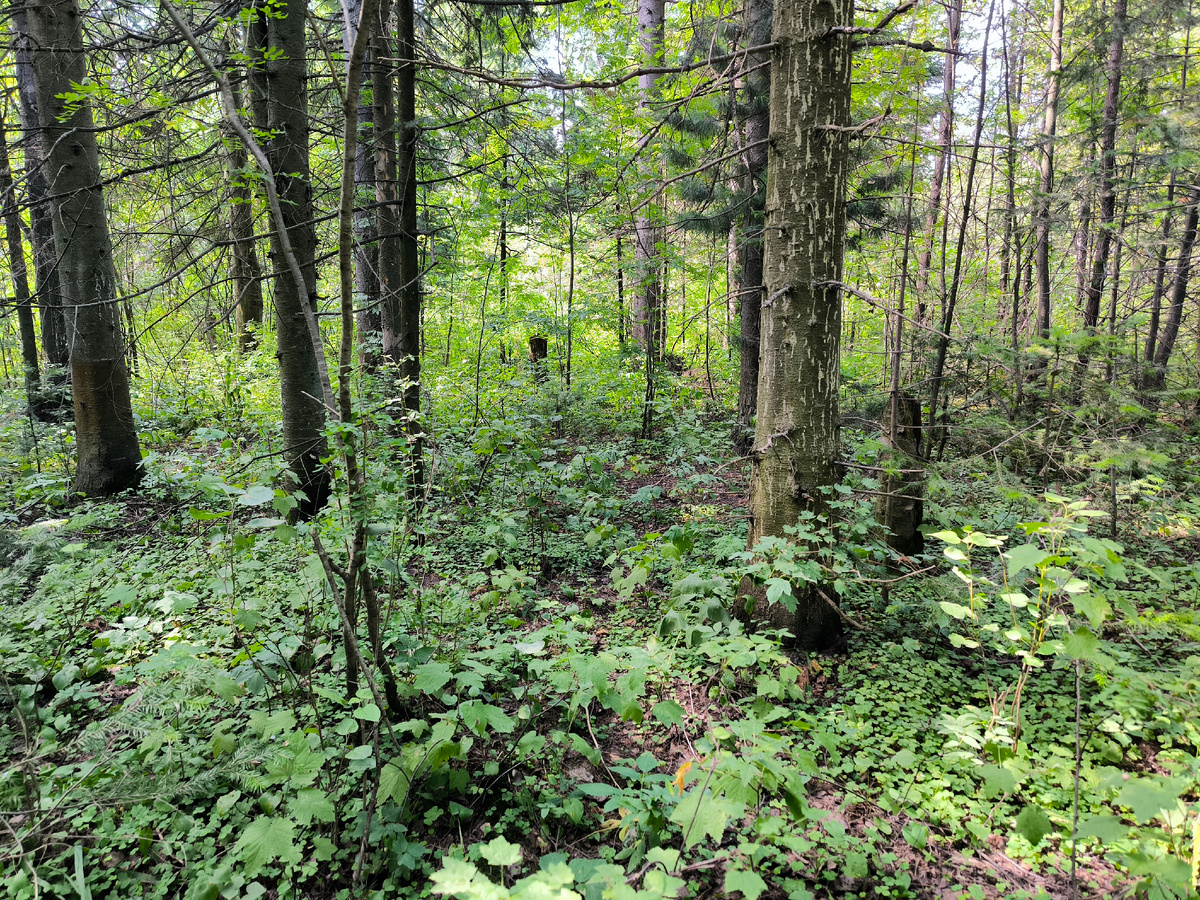 А тут - вообще полянка