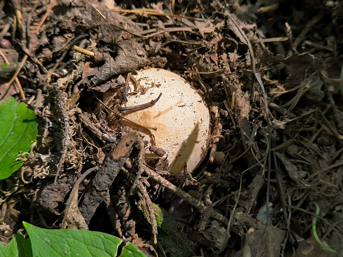 Яйцо весёлки