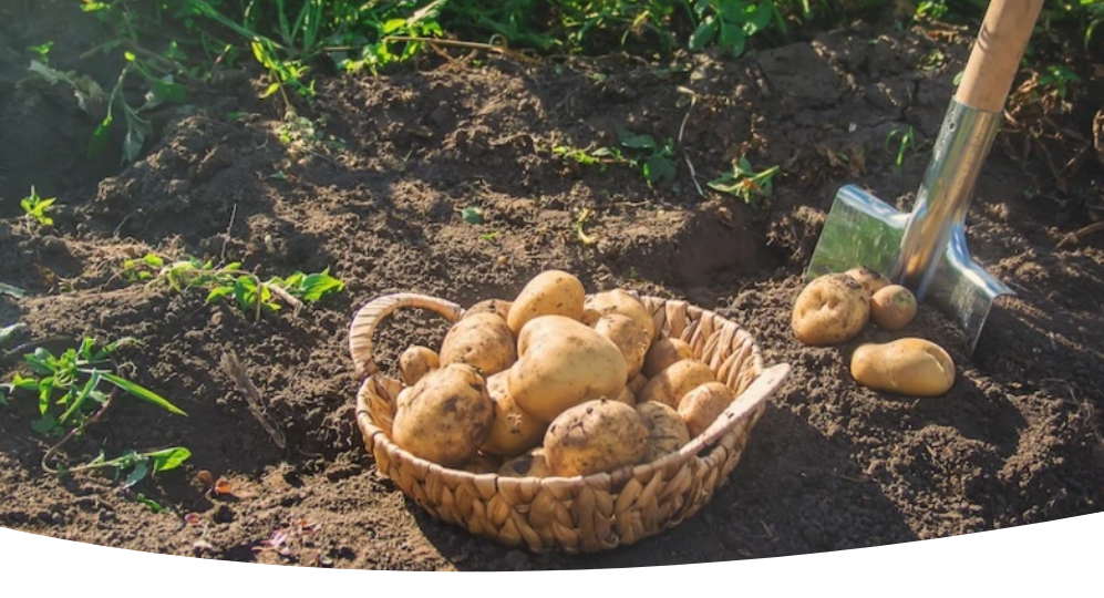 Как определить, что пора убирать картофель, в какие дни лучше копать