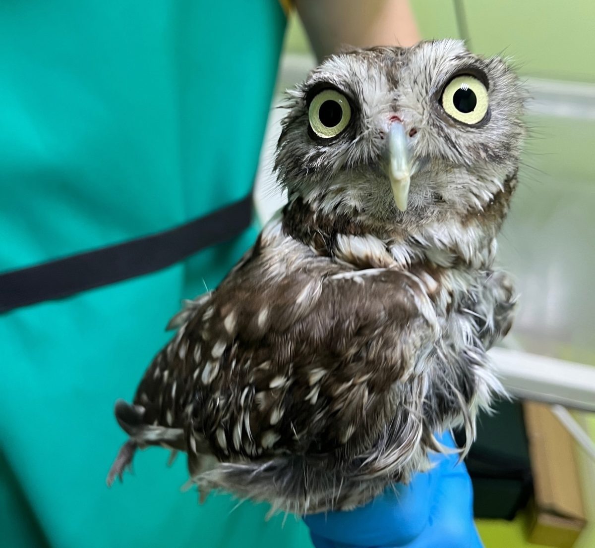    Местные жители подобрали напуганную птицу в черте города