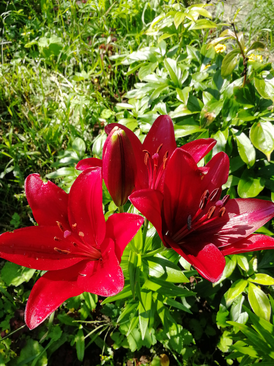 Фото автора. Цвет радости, торжества! 