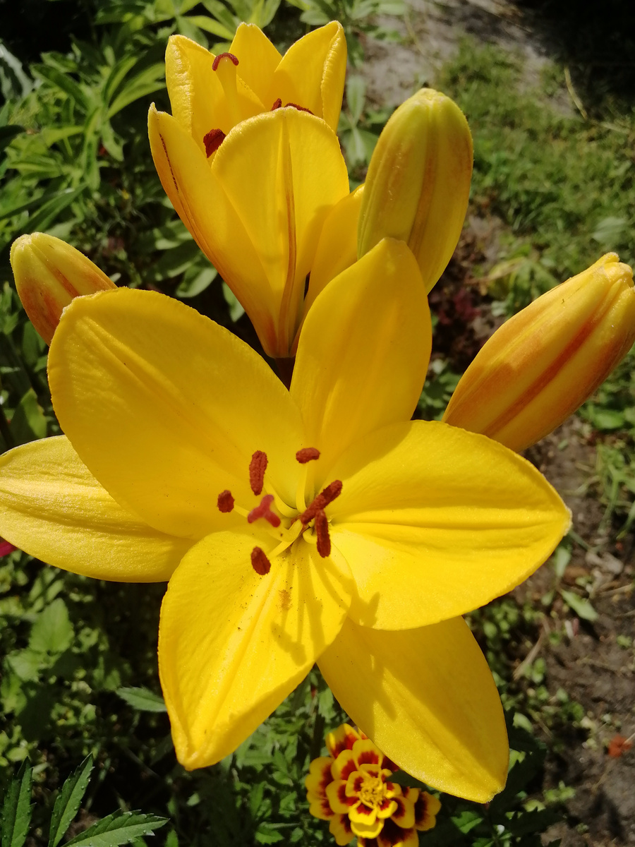 Люблю лилии. Солнышко! 