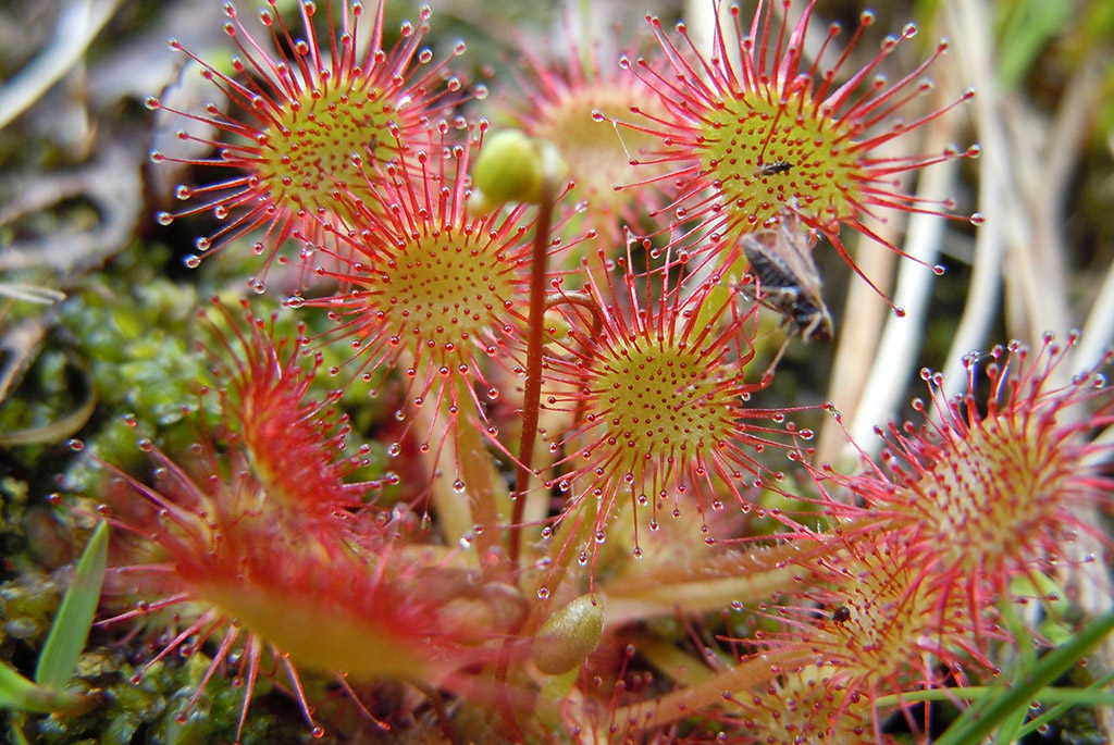 Внешний вид росянки