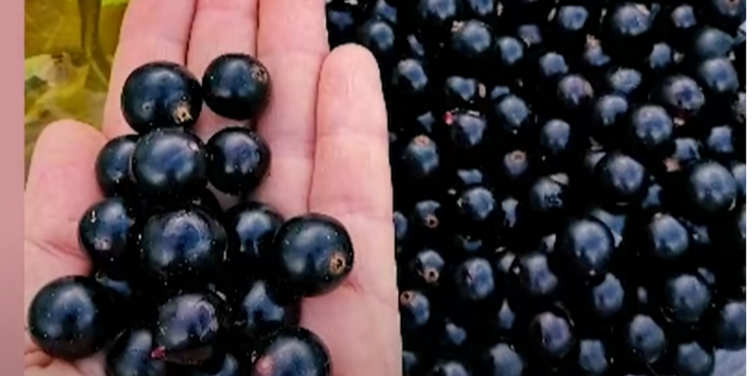 РЕЖЕМ - НЕ ЖАЛЕЕМ КУСТЫ СМОРОДИНЫ В АВГУСТЕ. КАК СДЕЛАТЬ ОМОЛАЖИВАЮЩУЮ ОБРЕЗКУ СМОРОДИНЫ