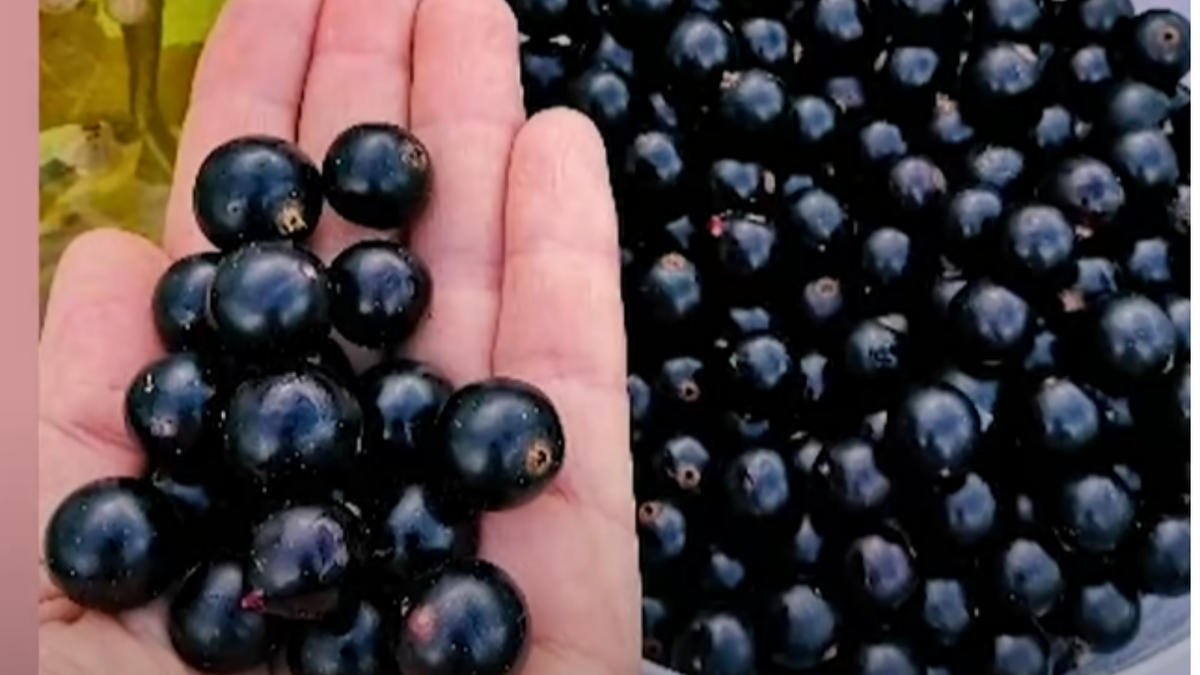 омолаживающая обрезка смородины в августе