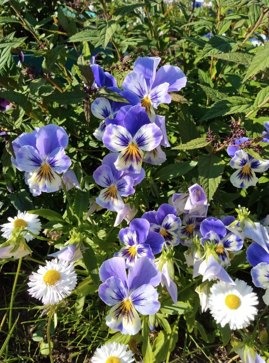 Наш цветущий сад имени бабушки. Она заботится о растениях, а они в ответ радуют глаз нежными красками и благоухают. 