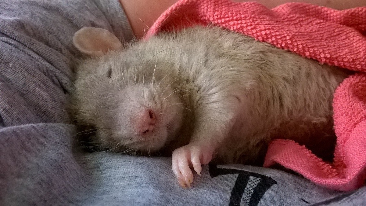 -Я с работы вернулась, устала ужасно...