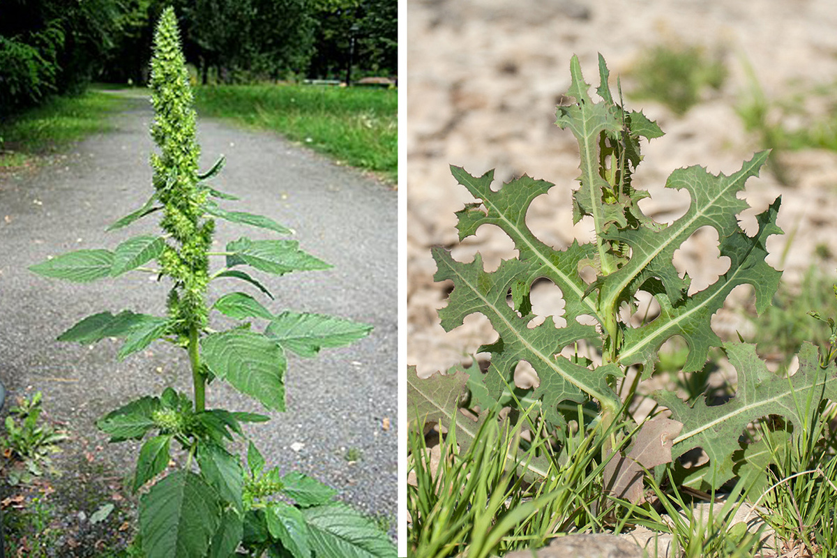 Зелень для морских свинок. Амарант запрокинутый и латук.