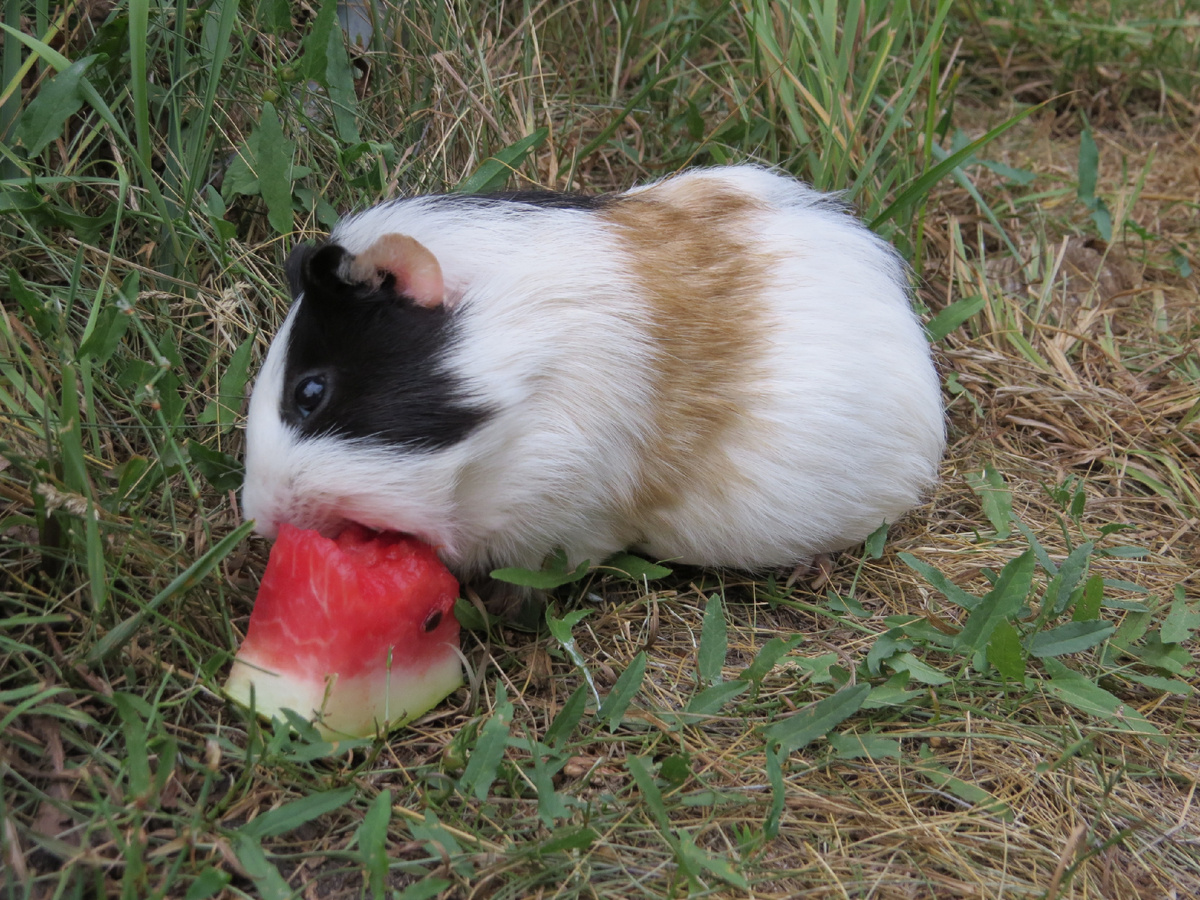 Морская свинка кушает арбуз