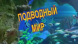 САНКТ-ПЕТЕРБУРГ 🐚🐠🐋ОКЕАНАРИУМ