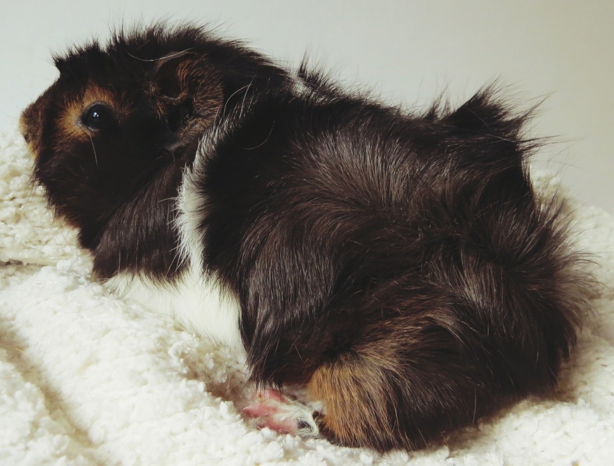 Розеточная морская свинка