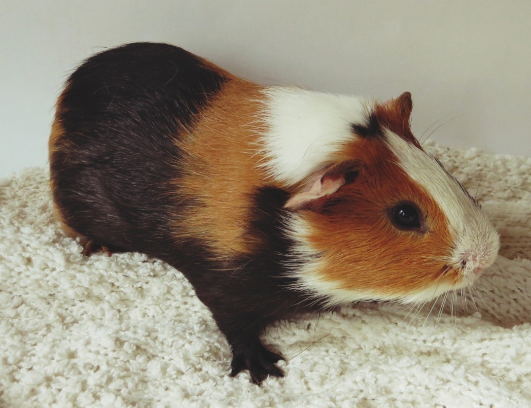 гладкошерстная морская свинка