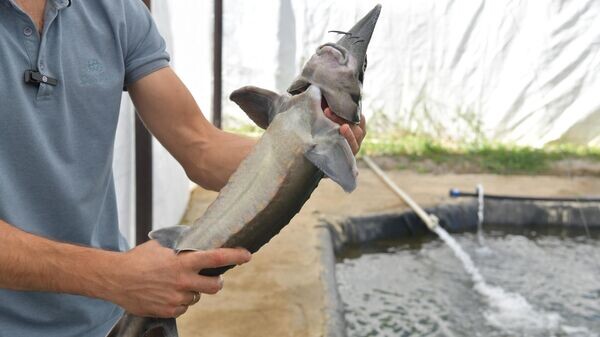    © Sputnik / Томас Тхайцук