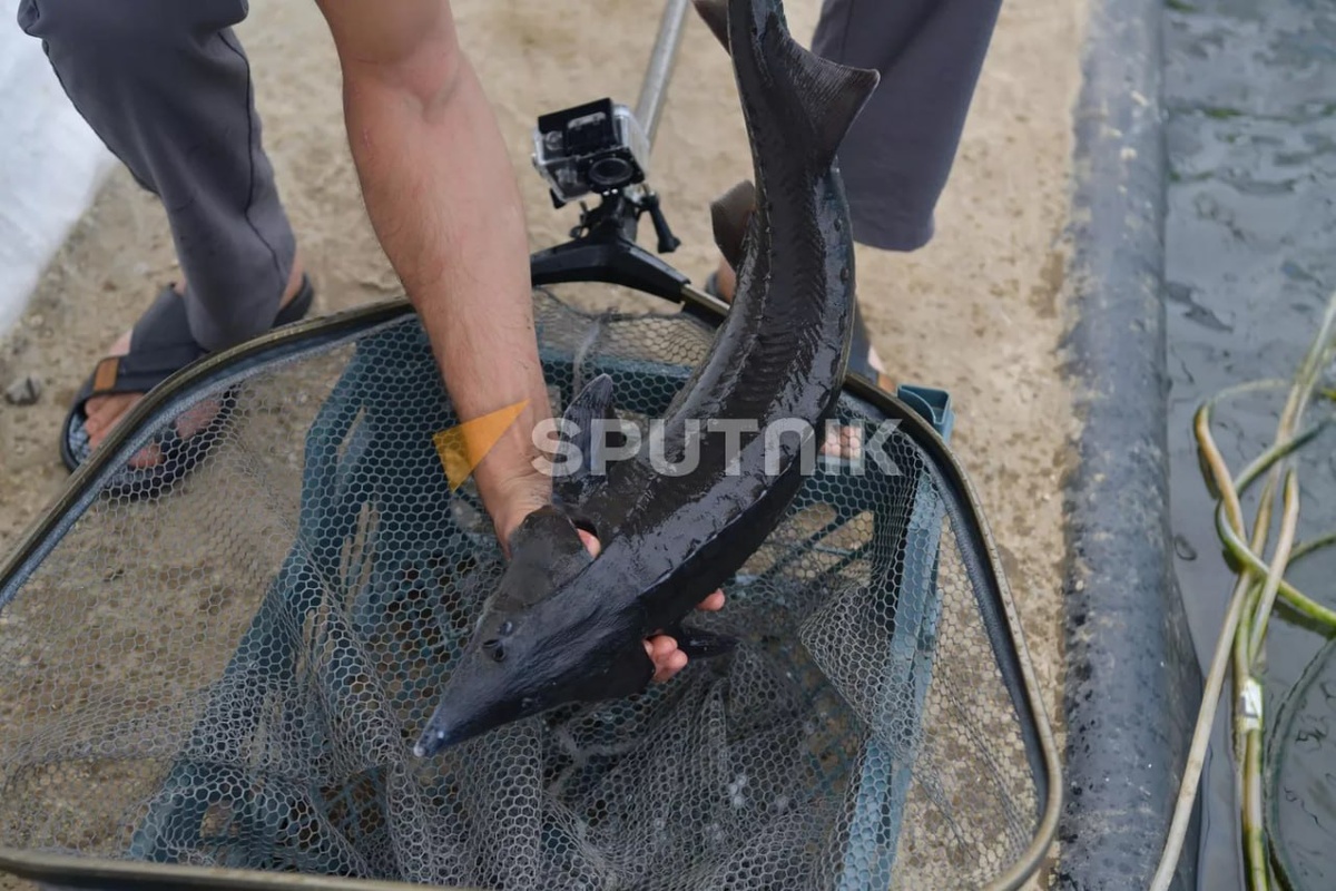 Sputnik, Томас Тхайцук