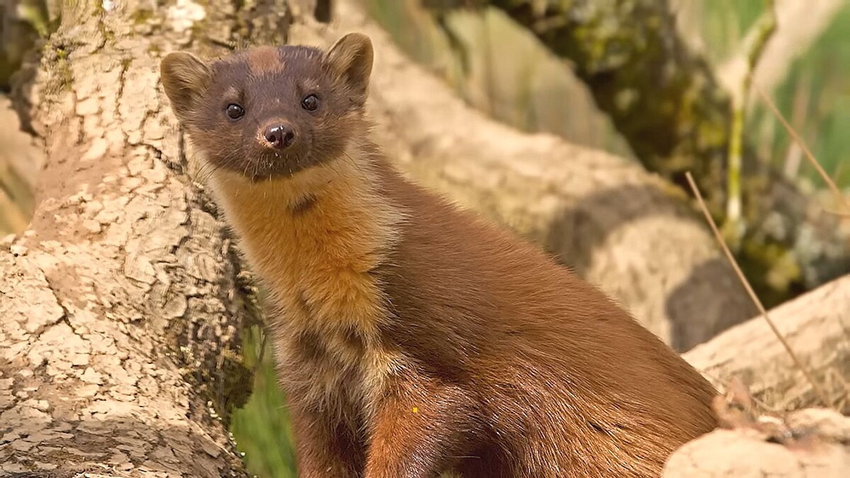 И фото желтодушки