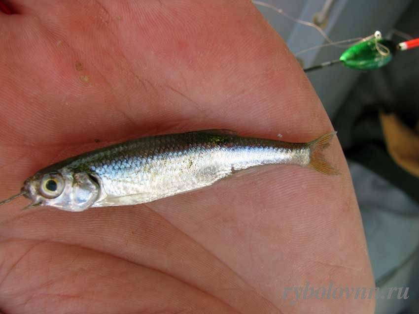 Фото с сайта: https://activefisher.net