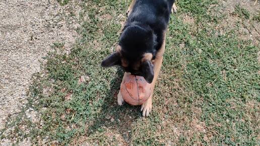 Аргоша футболист 🐕‍🦺🏀