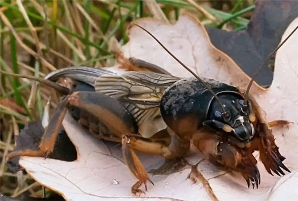 Медведка. Фото из доступных источников. Далее по тексту будут только мои личные "фотострашилки".