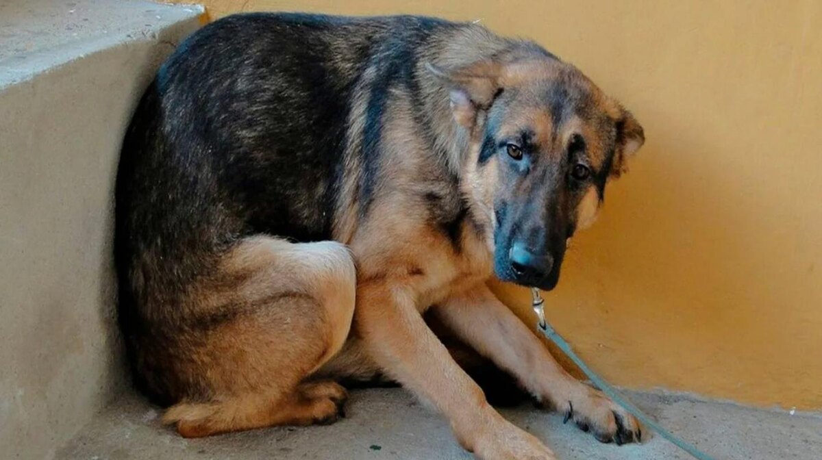 Сидя в клетке он ждал своей участи. Как же ему было страшно в этот момент. 