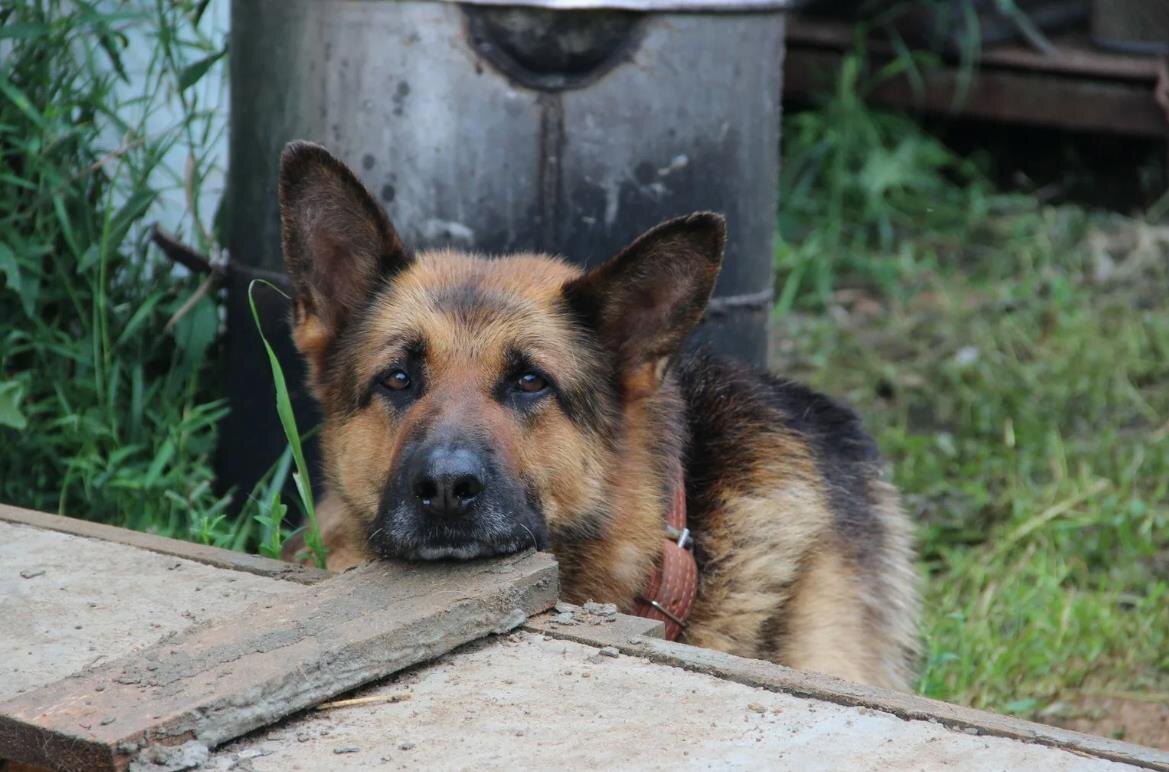 Она собиралась куда-то идти. Дик посмотрев на её руки не увидел хлеба, прошёл мимо.