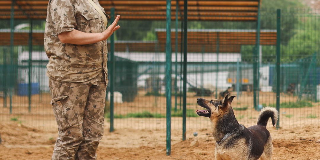 В Московском приюте живет небольшая собачка, которая любит всех, но её строгий внешний образ отпугивает людей