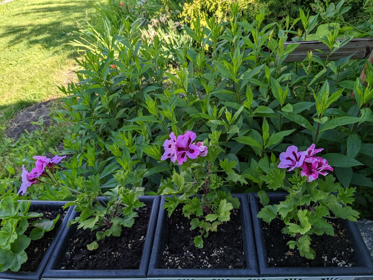 Королевская пеларгония, сорт Elegance Patricia в мае