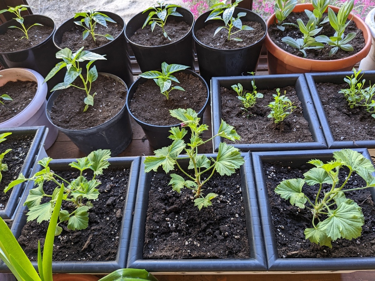 Так выглядят черенки осеннего укоренения следующей весной - в апреле