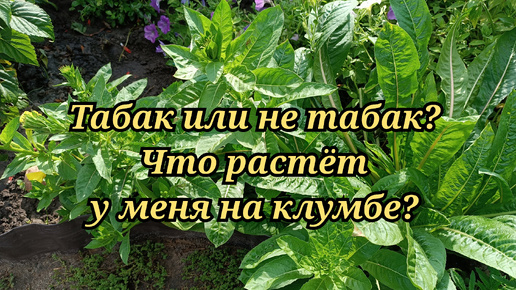 Табак или не табак? Объект не опознан, начинающая цветочница в растерянности