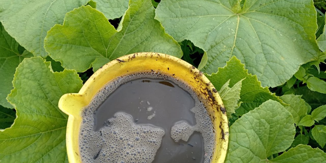 Поливаю огурцы в августе этим раствором, чтобы до заморозков собирать урожай