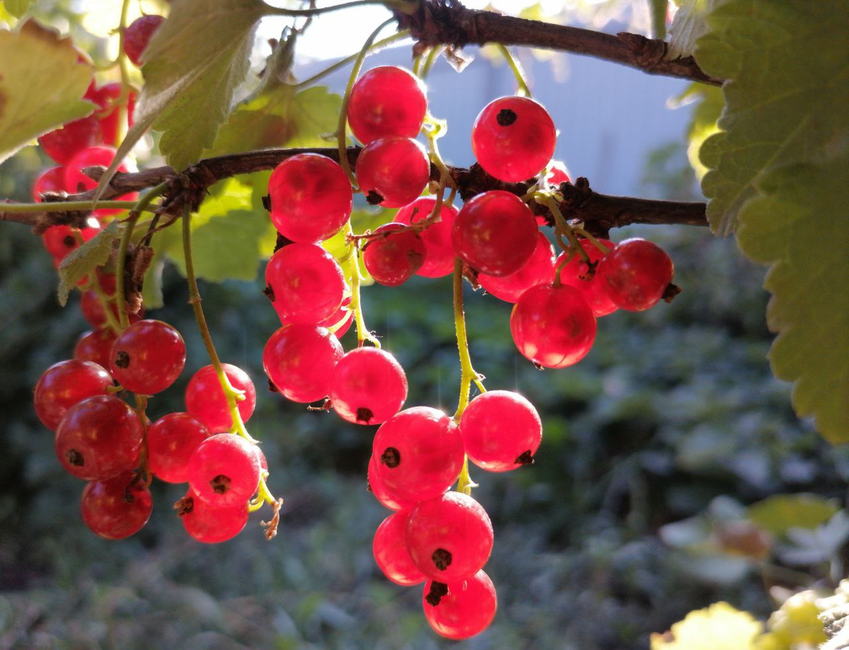 Красная смородина, фото автора из-под куста :)