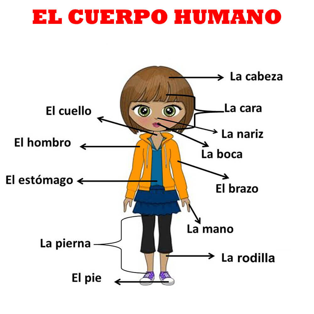 las partes del cuerpo