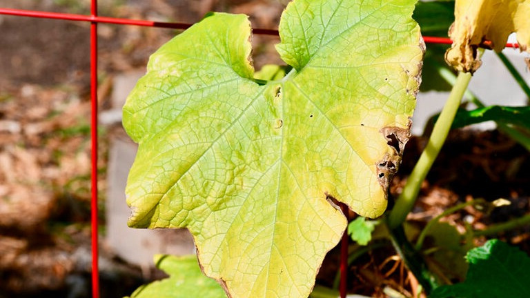 Простые способы защиты от пожелтения листьев огурцов – растения всегда здоровые